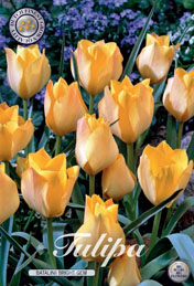 Tulp Batalinii Bright Gem met 5 zakjes verpakt a 10 bollen