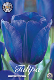 Tulp Blue Passion met 5 zakjes verpakt a 10 bollen