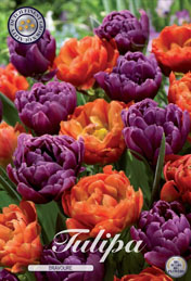Tulp Bravoure met 5 zakjes verpakt a 10 bollen
