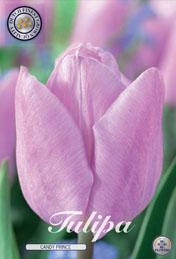 Tulp Candy Prince met 5 zakjes verpakt a 10 bollen