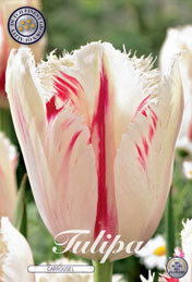 Tulp Carrousel met 5 zakjes verpakt a 7 bollen