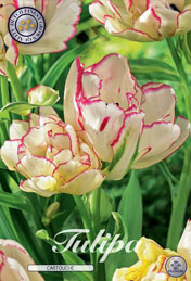 Tulp Cartouche met 5 zakjes verpakt a 7 bollen
