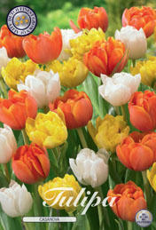 Tulp Casanova met 5 zakjes verpakt a 10 bollen