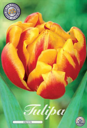 Tulp Cilesta met 5 zakjes verpakt a 10 bollen