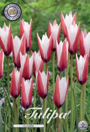 Tulp Clusiana met 5 zakjes verpakt a 10 bollen