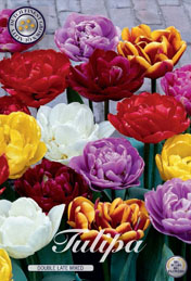 Tulp Double Late Mixed met 5 zakjes verpakt a 10 bollen