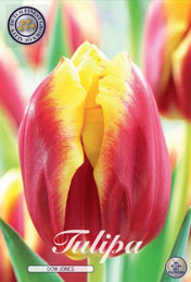 Tulp Dow Jones met 5 zakjes verpakt a 10 bollen