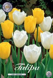 Tulp Early Sunshine met 5 zakjes verpakt a 10 bollen