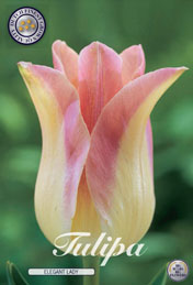 Tulp Elegant Lady met 5 zakjes verpakt a 10 bollen