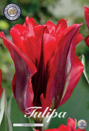 Tulp Esperanto met 5 zakjes verpakt a 7 bollen