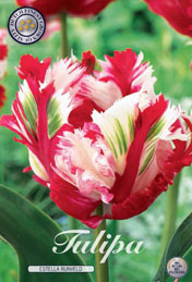 Tulp Estella Rijnveld met 5 zakjes verpakt a 7 bollen