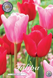 Tulp Feeling Love met 5 zakjes verpakt a 10 bollen