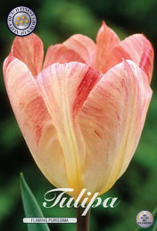Tulp Flaming Purissima met 5 zakjes verpakt a 10 bollen