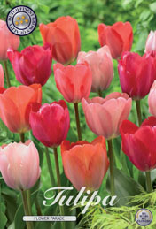Tulp Flower Parade met 5 zakjes verpakt a 10 bollen