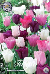 Tulp Flower Power met 5 zakjes verpakt a 10 bollen
