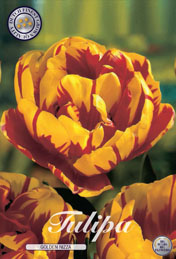 Tulp Golden Nizza met 5 zakjes verpakt a 10 bollen