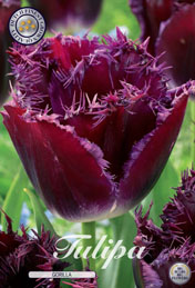 Tulp Gorilla met 5 zakjes verpakt a 10 bollen