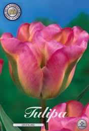 Tulp Groenland met 5 zakjes verpakt a 10 bollen