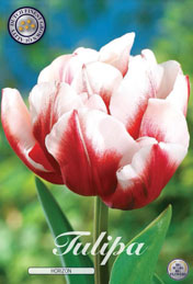 Tulp Horizon met 5 zakjes verpakt a 10 bollen