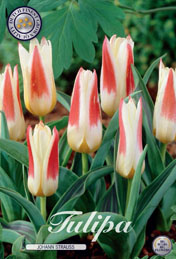 Tulp Johann Strauss met 5 zakjes verpakt a 10 bollen