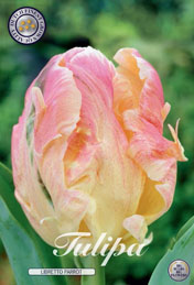 Tulp Libretto Parrot met 5 zakjes verpakt a 7 bollen