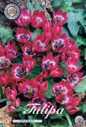 Tulp Little Beauty met 5 zakjes verpakt a 10 bollen