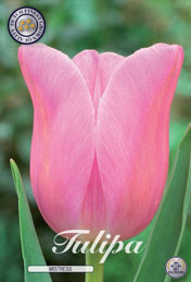 Tulp Mistress met 5 zakjes verpakt a 10 bollen