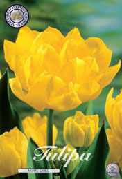 Tulp Monte Carlo met 5 zakjes verpakt a 10 bollen