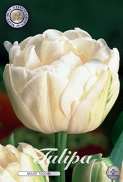 Tulp Mount Tacoma met 5 zakjes verpakt a 10 bollen