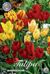 Tulp Multi-Flowering Mixed met 5 zakjes verpakt a 7 bollen