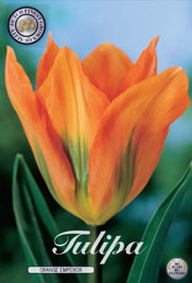 Tulp Orange Emperor met 5 zakjes verpakt a 10 bollen