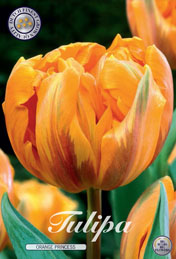 Tulp Orange Princess met 5 zakjes verpakt a 10 bollen