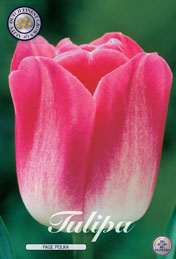 Tulp Page Polka met 5 zakjes verpakt a 10 bollen