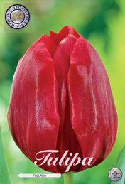 Tulp Pallada met 5 zakjes verpakt a 10 bollen
