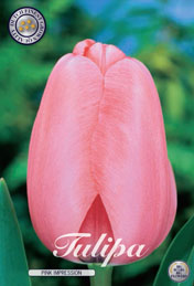 Tulp Pink Impression met 5 zakjes verpakt a 10 bollen