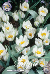 Tulp Polychroma met 5 zakjes verpakt a 10 bollen