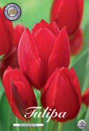Tulp Red Georgette met 5 zakjes verpakt a 7 bollen