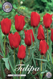 Tulp Red Hunter met 5 zakjes verpakt a 10 bollen