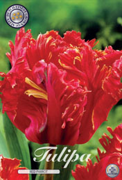 Tulp Red Parrot met 5 zakjes verpakt a 7 bollen
