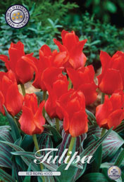 Tulp Red Riding Hood met 5 zakjes verpakt a 10 bollen