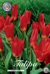 Tulp Scarlet Baby met 5 zakjes verpakt a 10 bollen