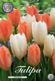 Tulp Stockholm met 5 zakjes verpakt a 10 bollen