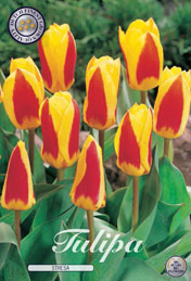 Tulp Stresa met 5 zakjes verpakt a 10 bollen