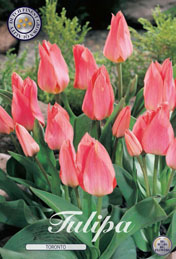 Tulp Toronto met 5 zakjes verpakt a 10 bollen