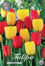 Tulp Van Gogh met 5 zakjes verpakt a 10 bollen