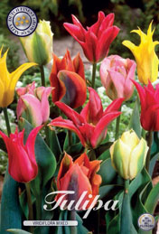 Tulp Viridiflora Mixed met 5 zakjes verpakt a 10 bollen