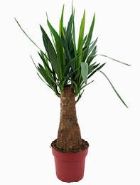 Yucca elephantipes Bulb (30) 65 cm