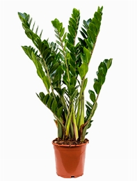 Zamioculcas zamiifolia Toef 75 cm
