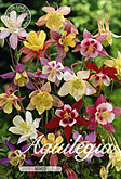 Aquilegia Mixed met 5 zakjes verpakt a 3 bollen