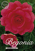 Begonia Double Pink met 5 zakjes verpakt a 3 bollen